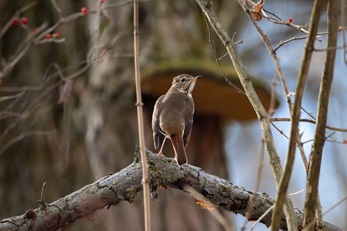 Hermit Thrush - ML647161558