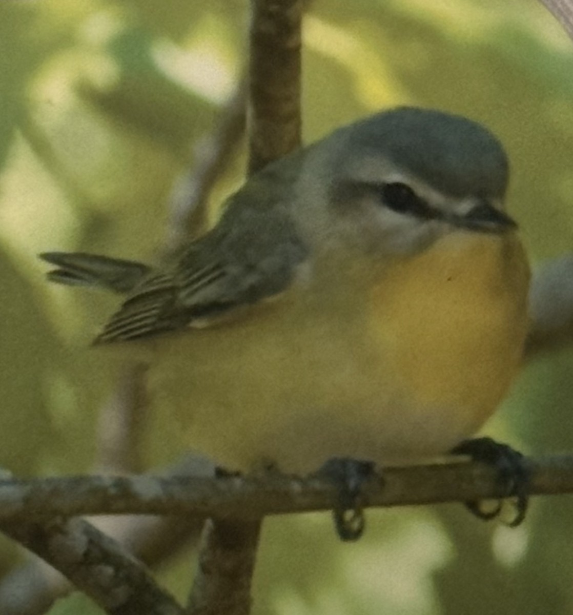 Bireo filadelfiarra - ML647161559