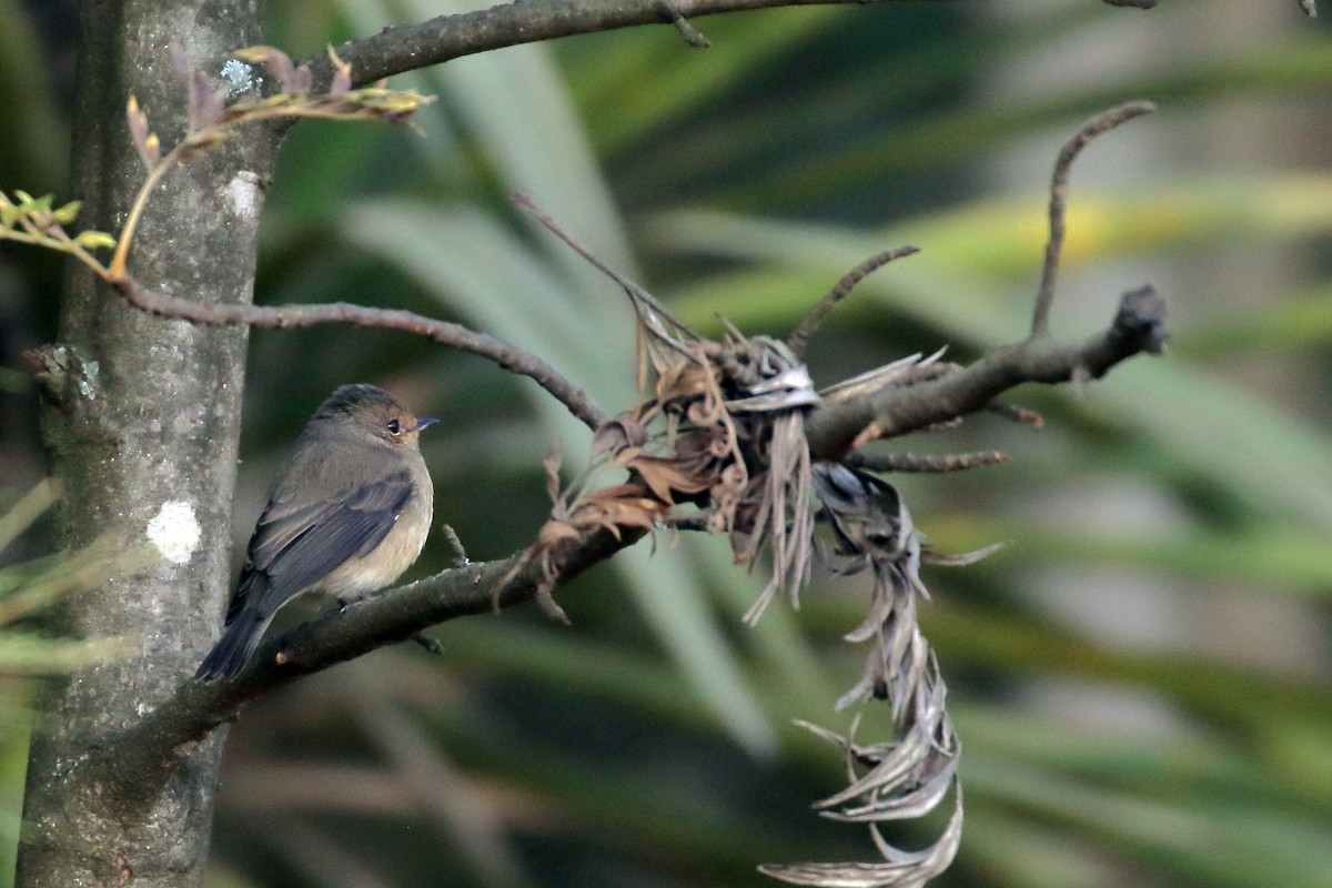 African Dusky Flycatcher - ML647161565