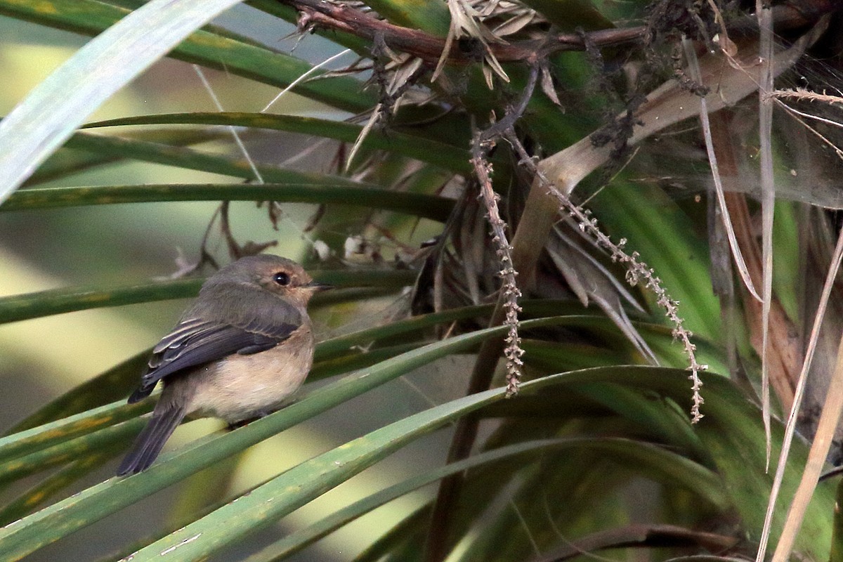 African Dusky Flycatcher - ML647161566