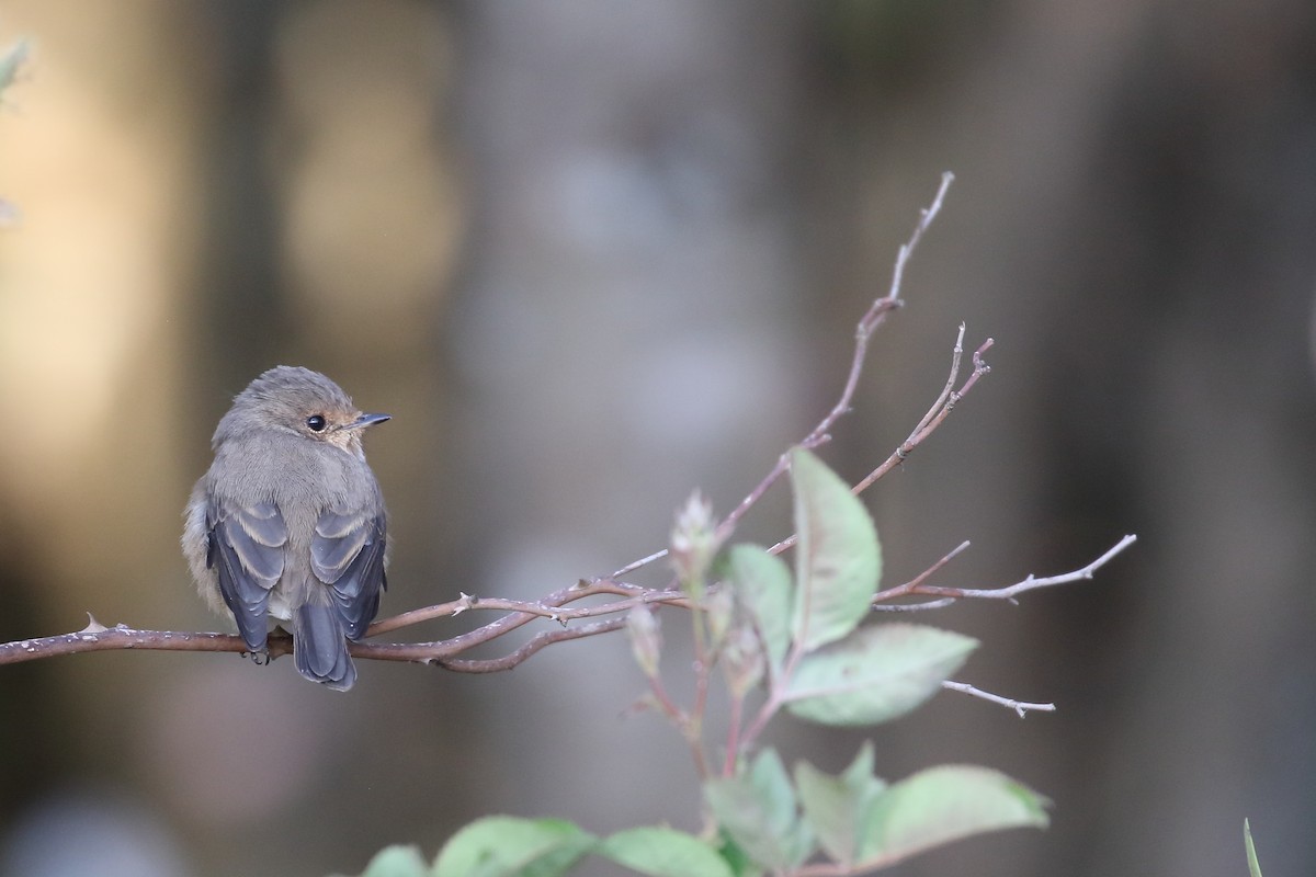 African Dusky Flycatcher - ML647161567