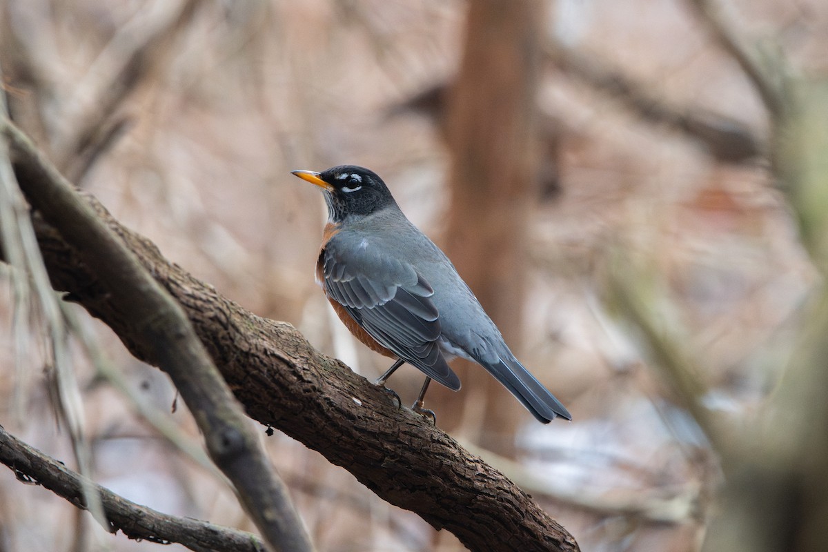 American Robin - ML647161573