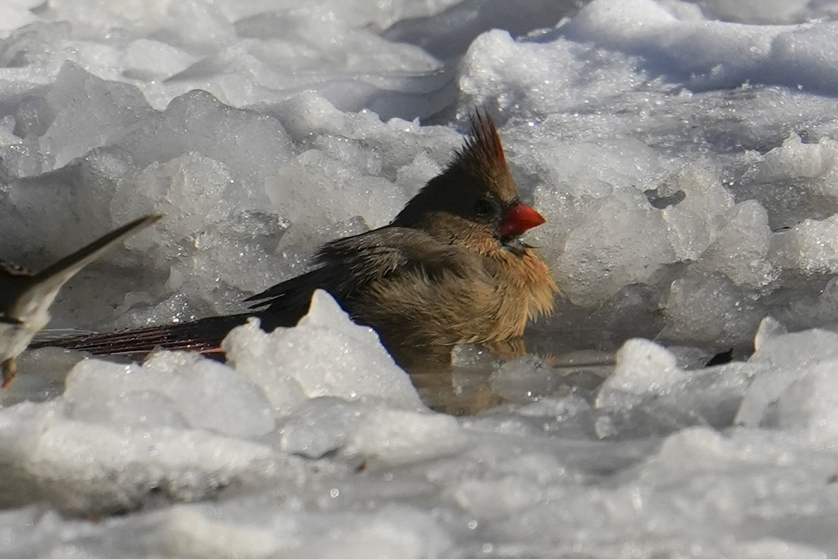 Northern Cardinal - ML647161574