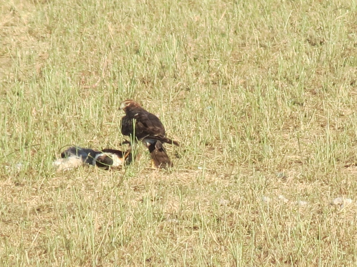 Northern Harrier - ML647161580
