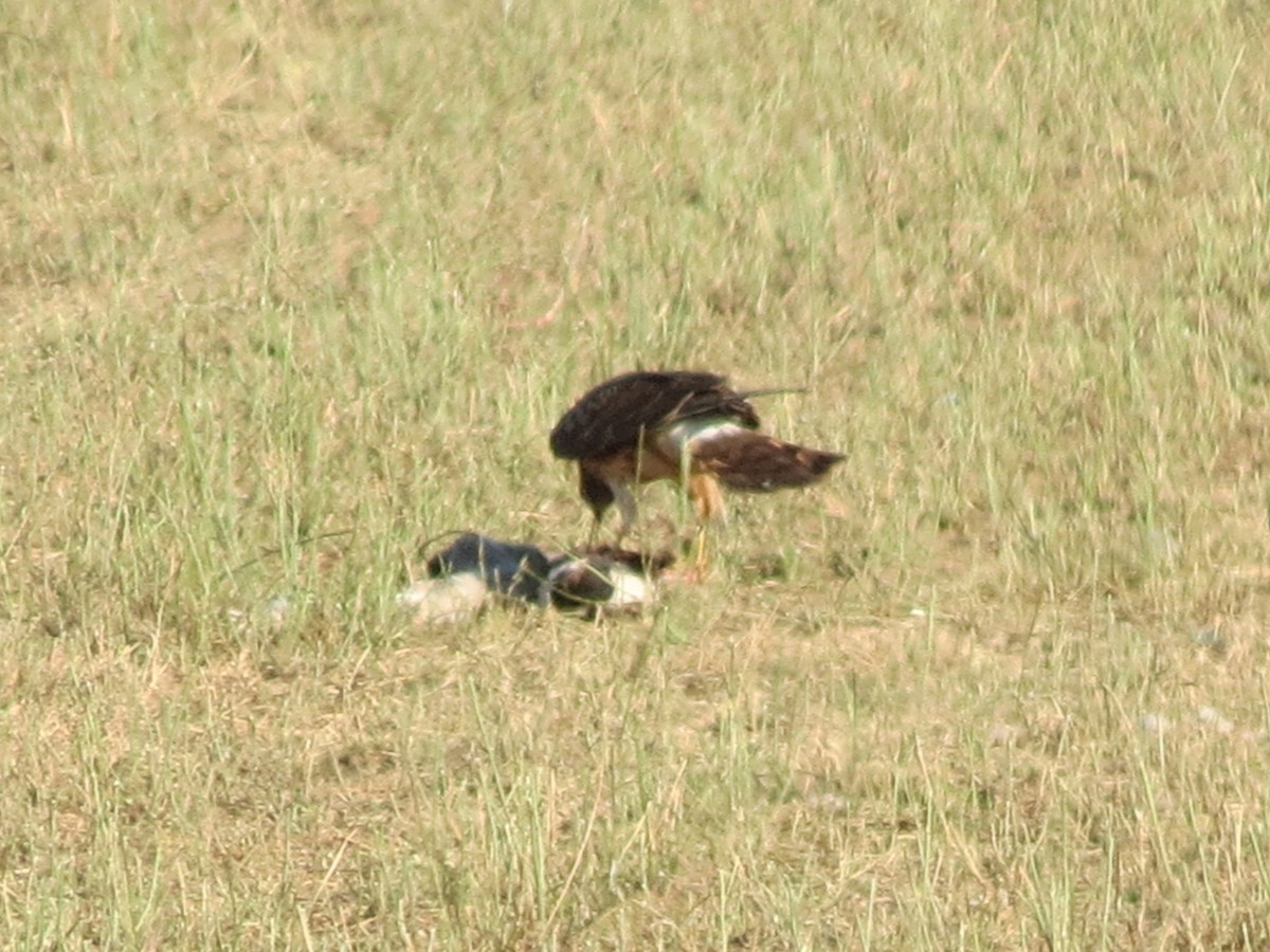 Northern Harrier - ML647161581