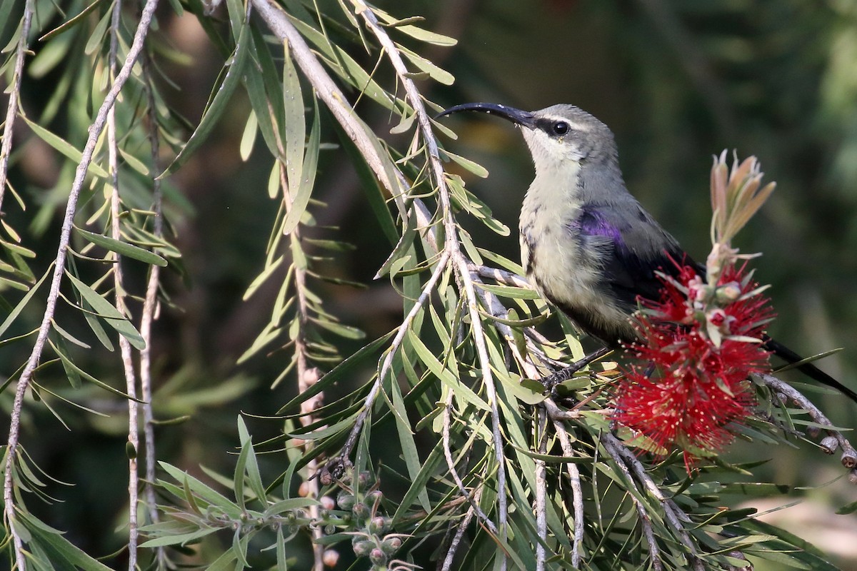 Tacazze Sunbird - ML647161583