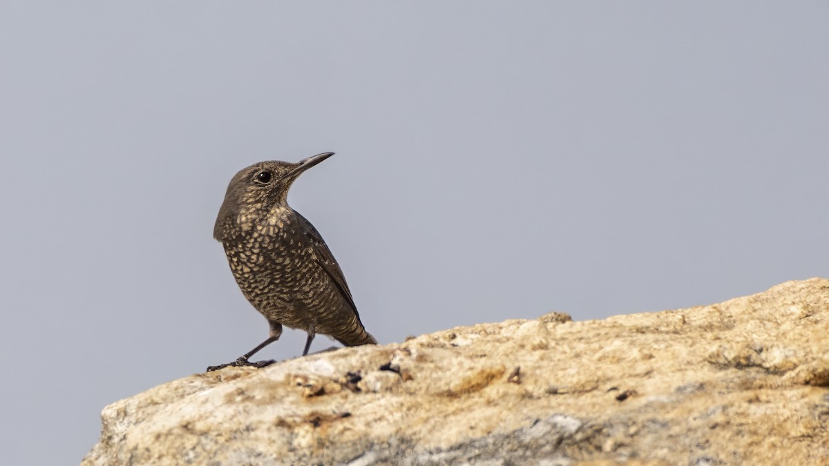 Цэнхэр жижир - ML647161589