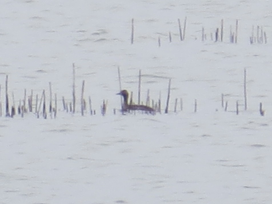 Eared Grebe - ML647161604