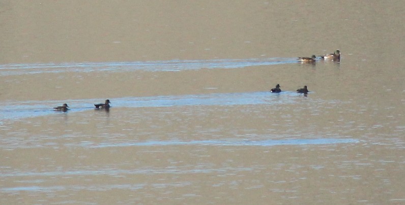 Gadwall - ML647161607