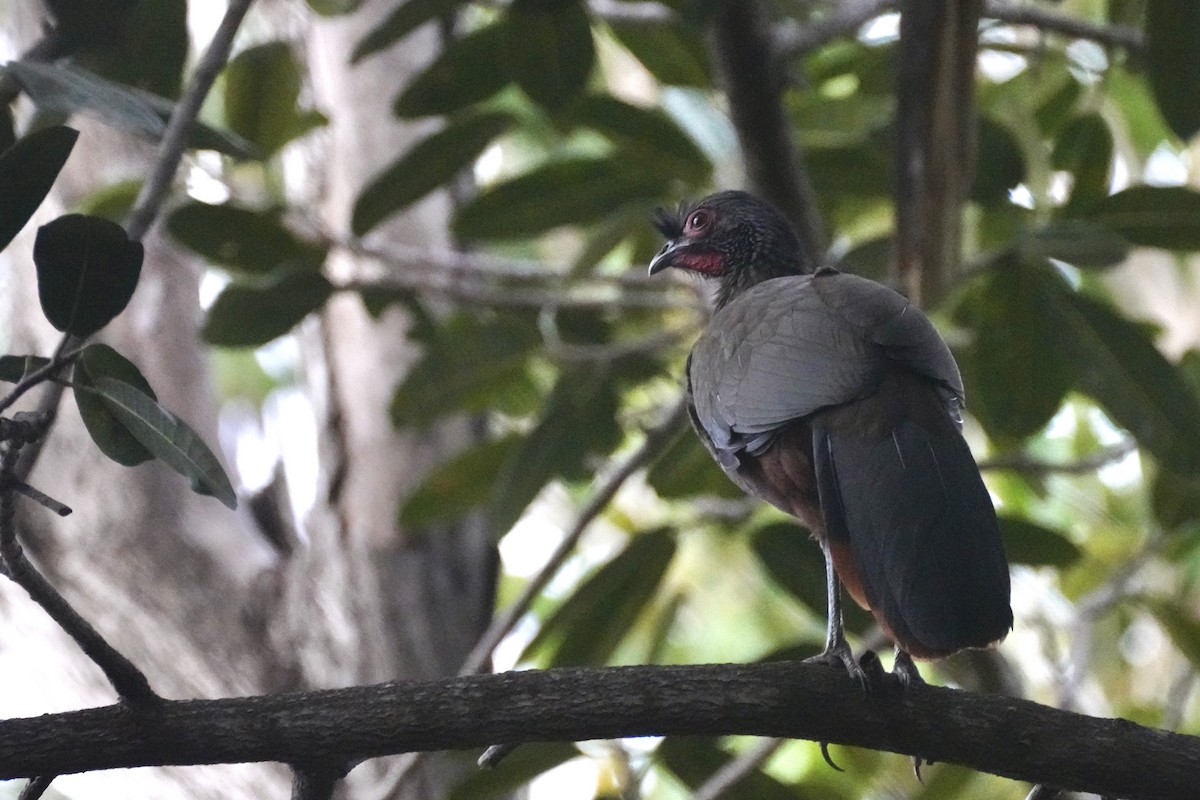 Rufous-bellied Chachalaca - ML647161608