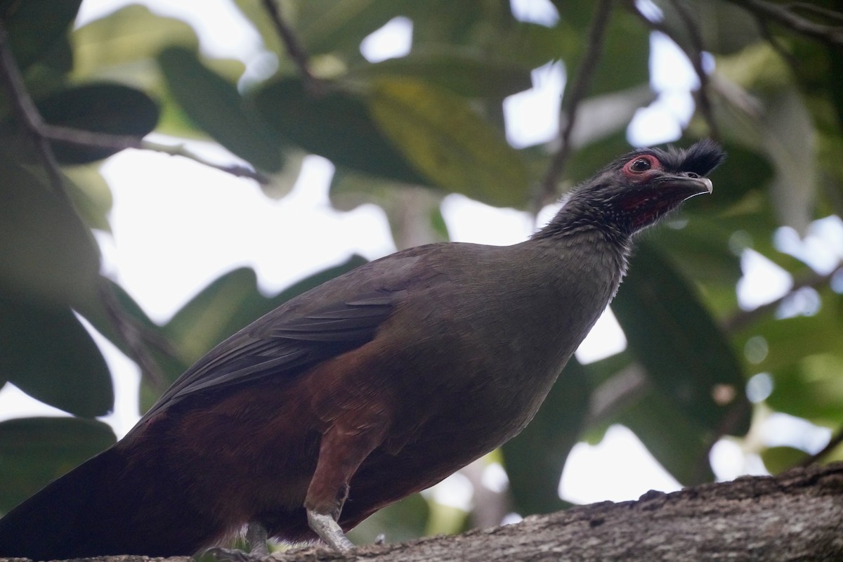 Rufous-bellied Chachalaca - ML647161610