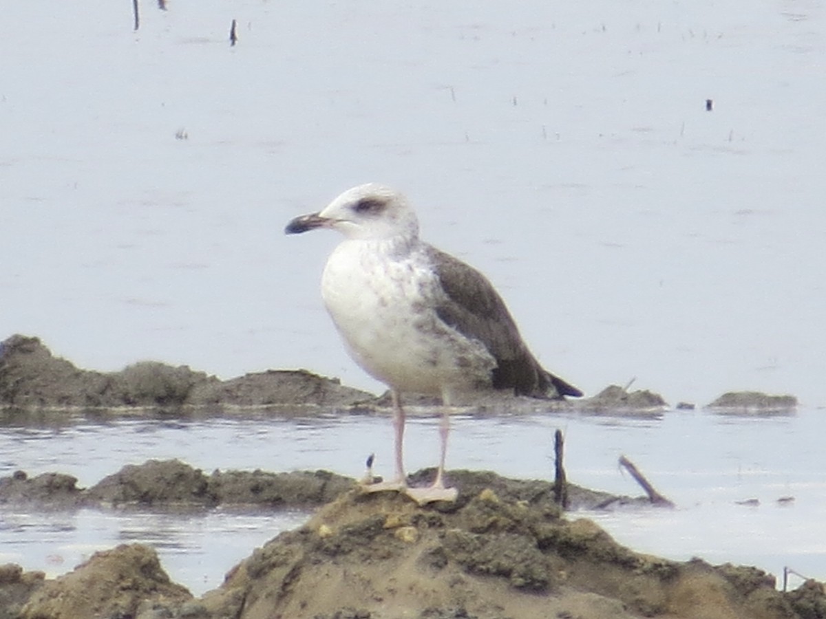 Great Black-backed Gull - ML647161611