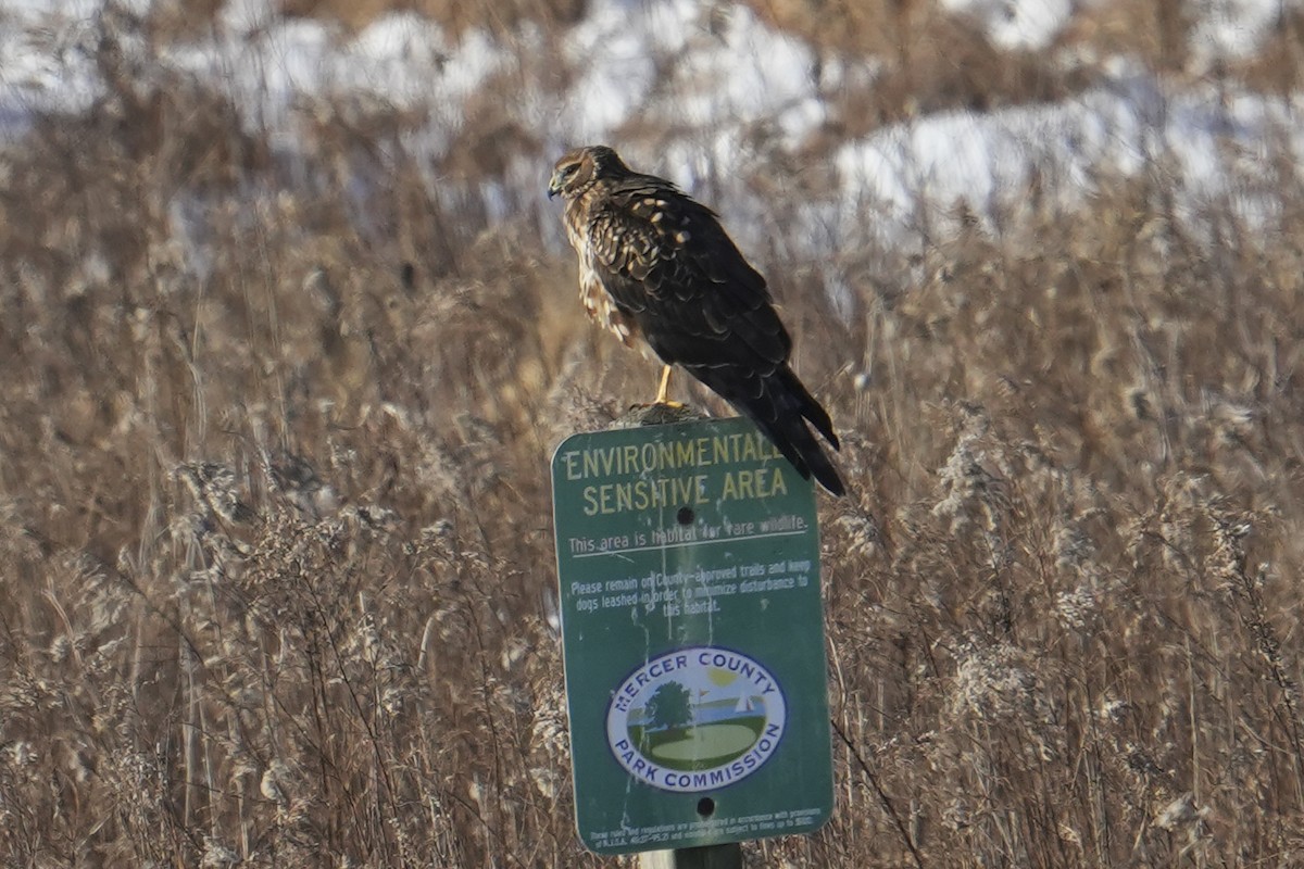 Northern Harrier - ML647161613