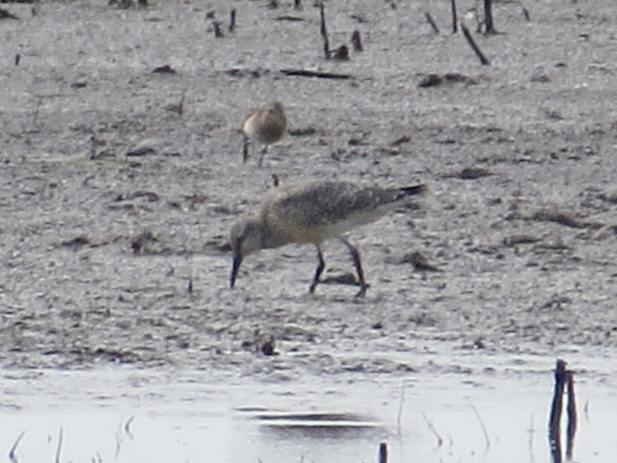 חופית להקנית - ML647161614