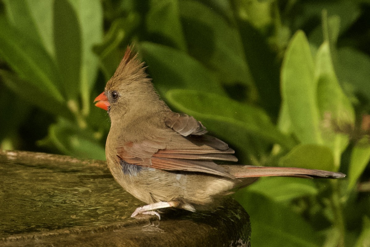 Northern Cardinal - ML647161617