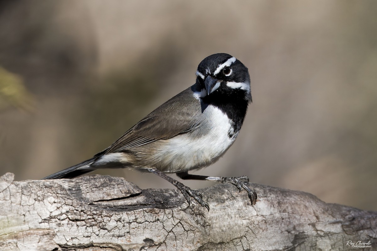 Black-throated Sparrow - ML647161631