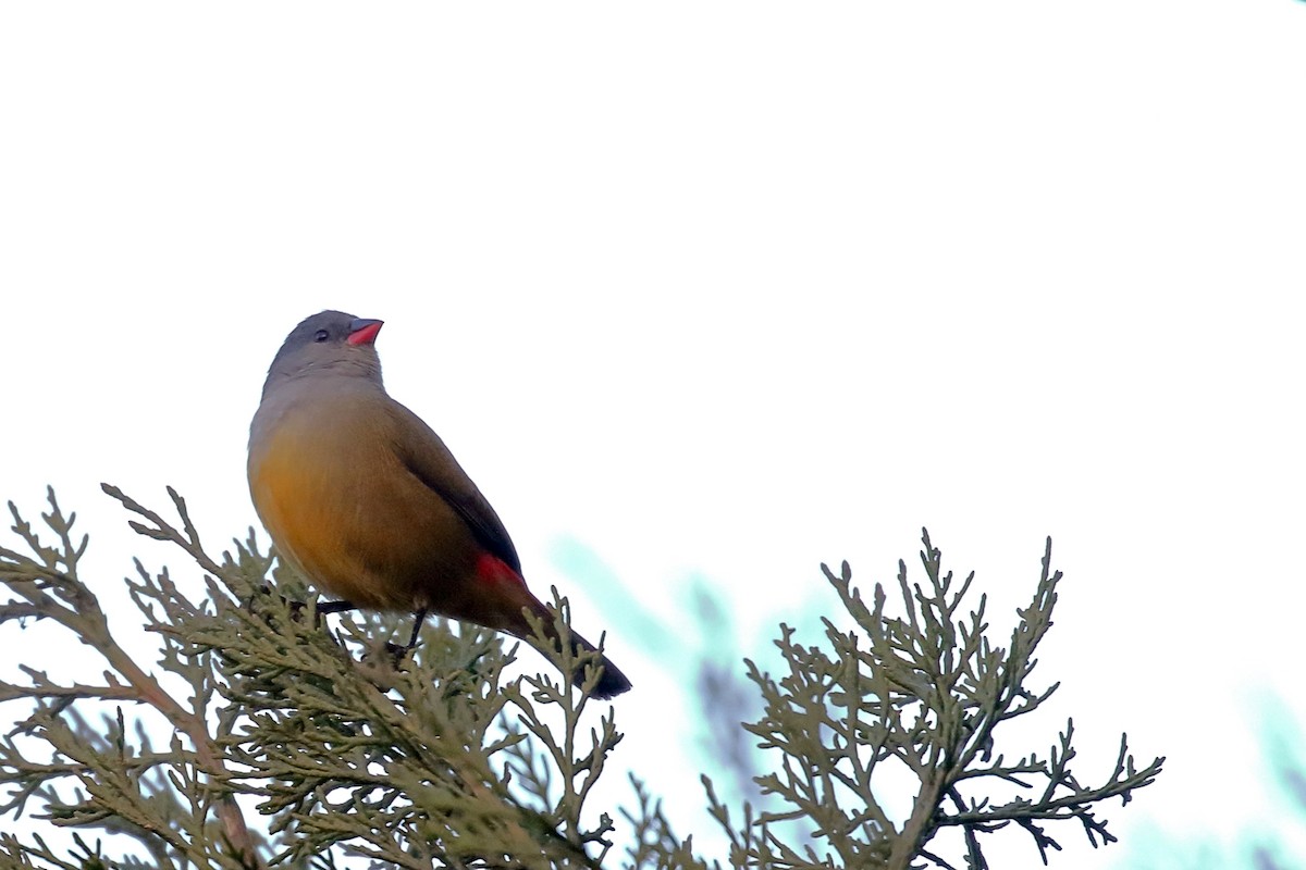 Yellow-bellied Waxbill - ML647161633