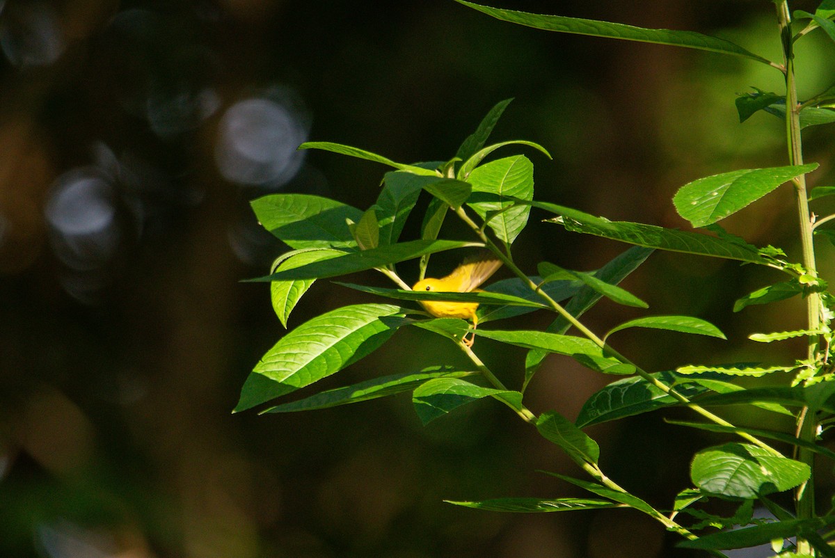 Sarı Ötleğen - ML647161638