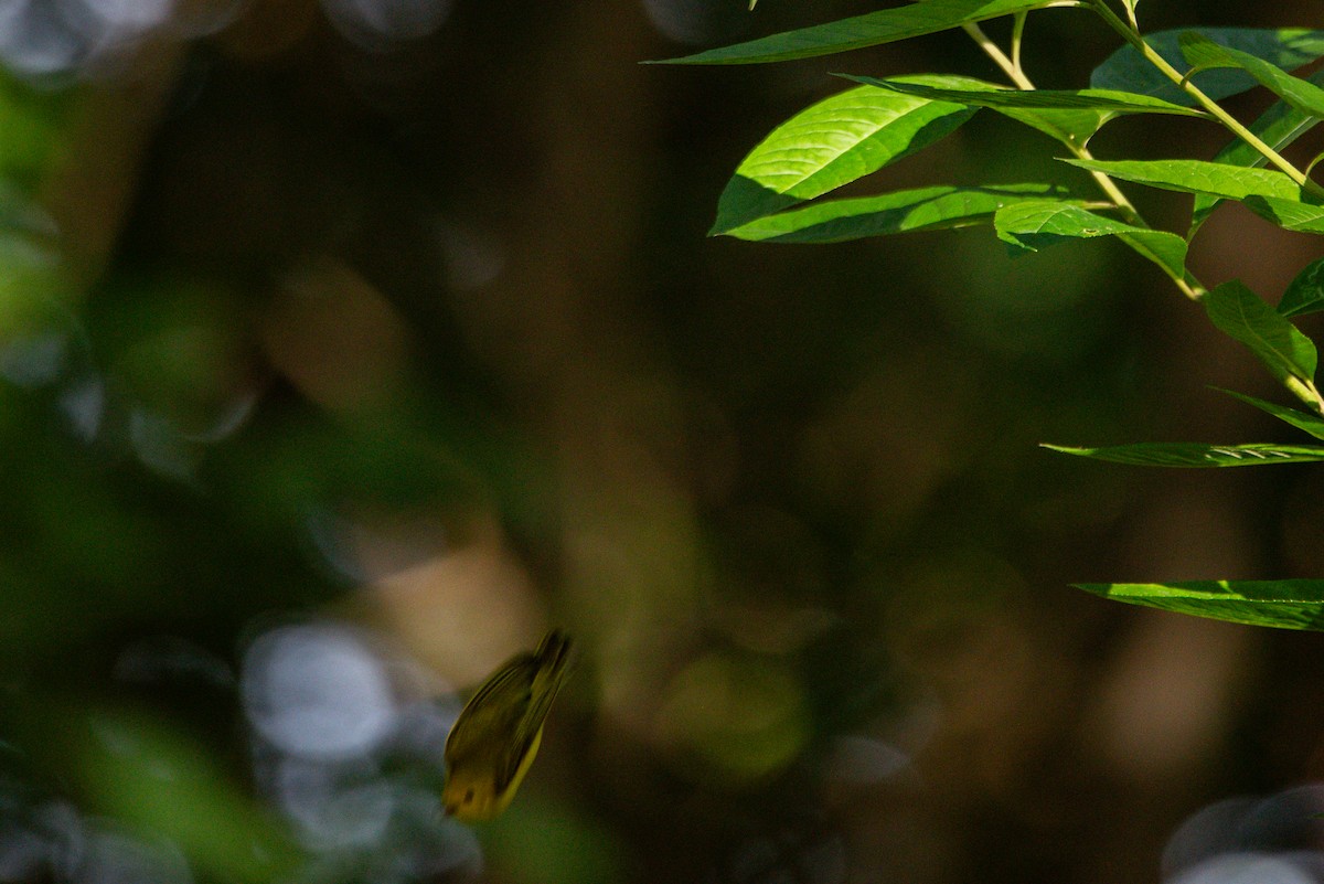 Sarı Ötleğen - ML647161639