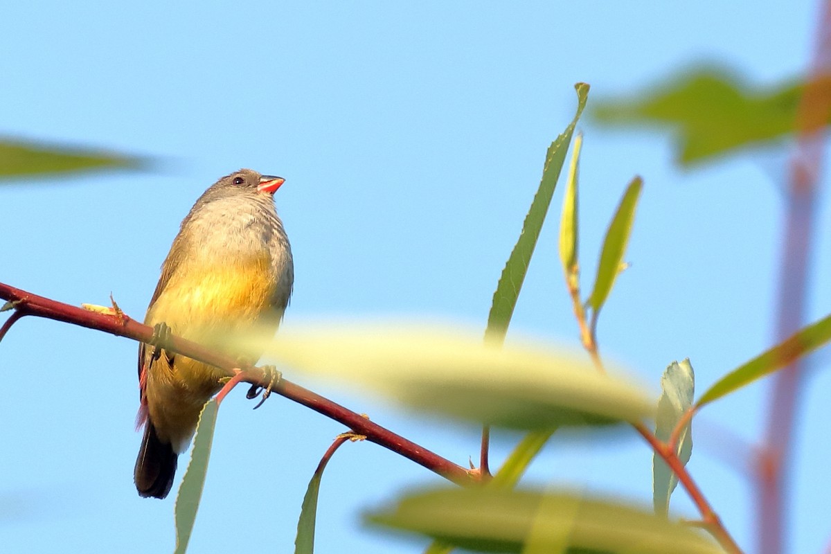 Yellow-bellied Waxbill - ML647161663
