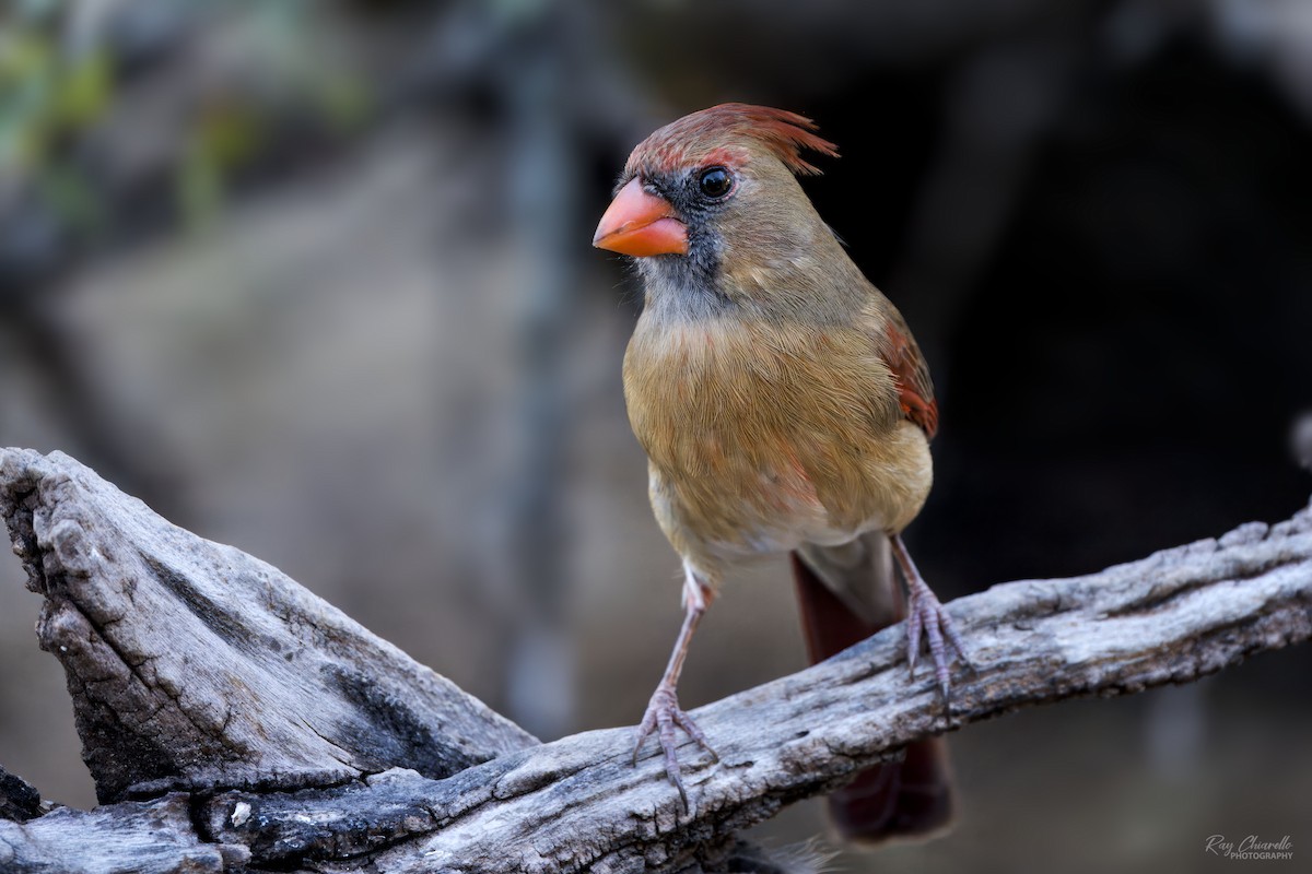 Northern Cardinal - ML647161667
