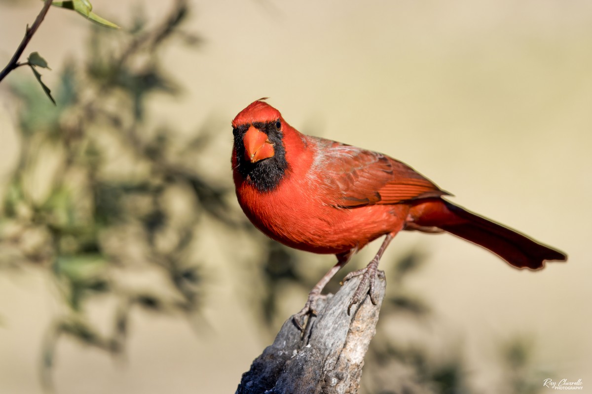 Northern Cardinal - ML647161668