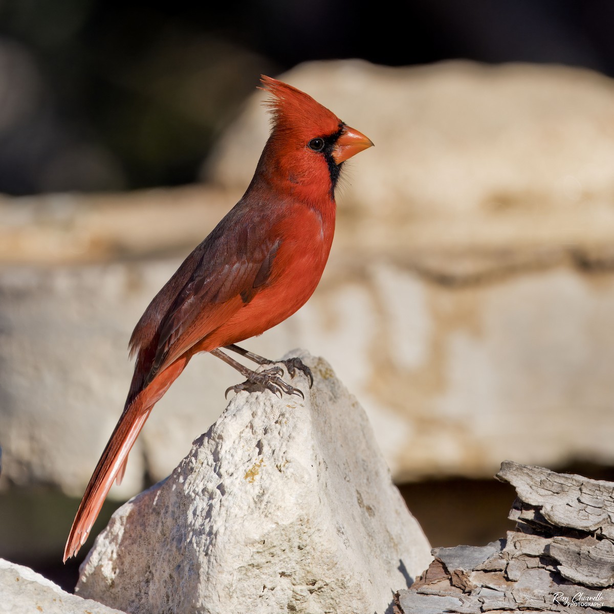 Northern Cardinal - ML647161669
