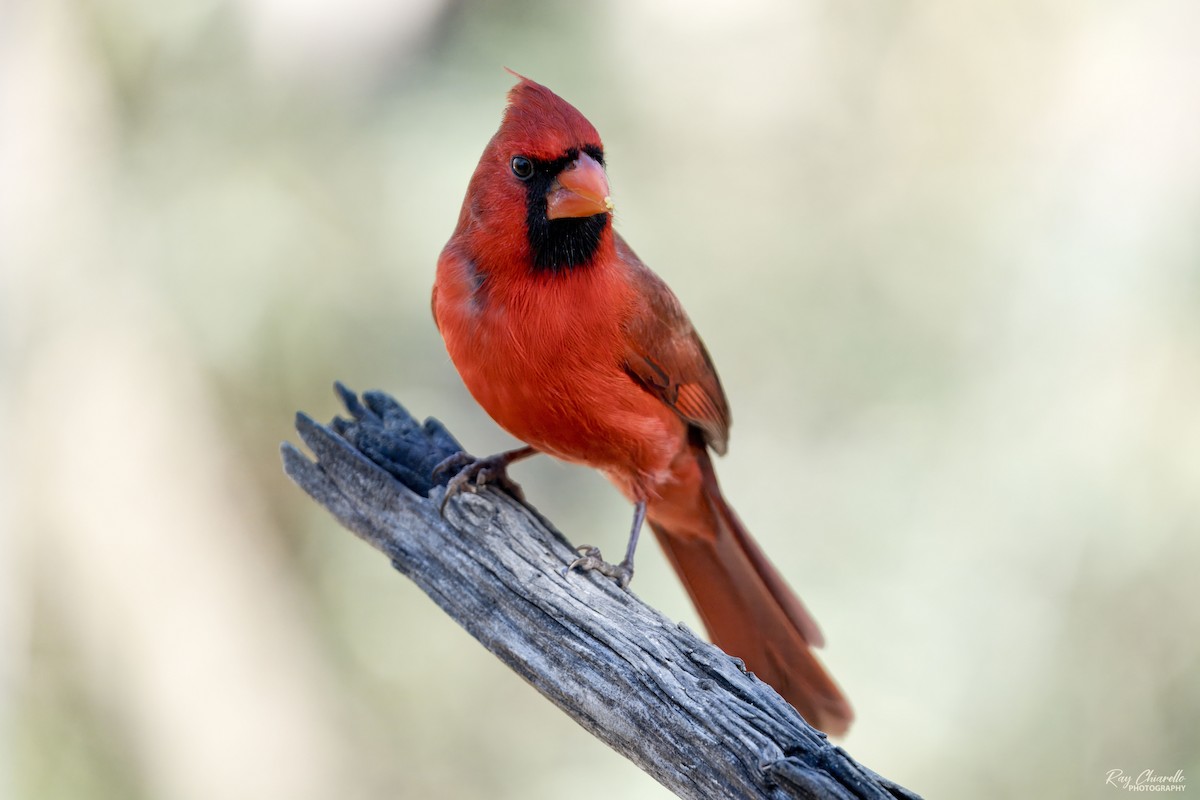 Northern Cardinal - ML647161670