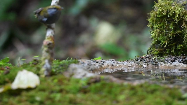 Серобрюхая короткохвостка - ML647161679