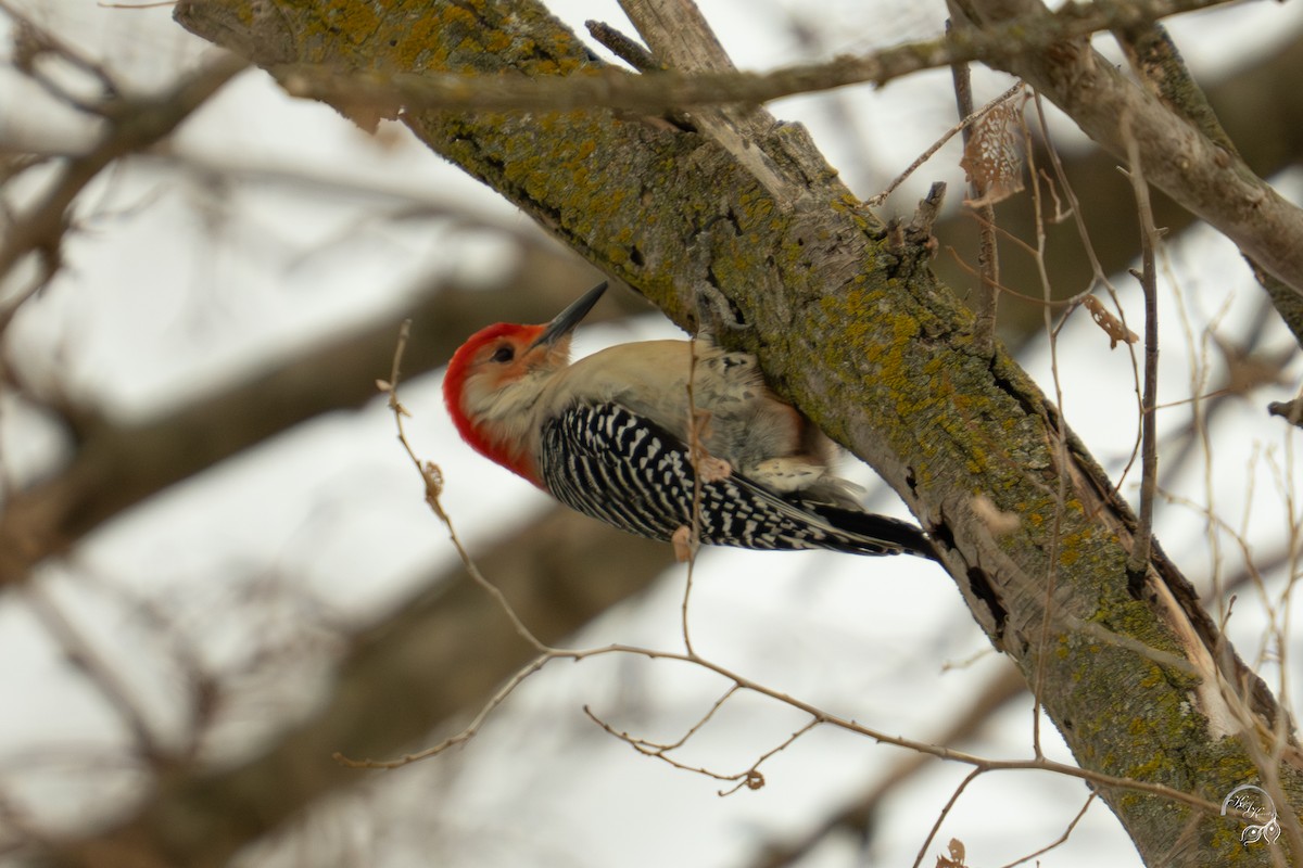 シマセゲラ - ML647161681