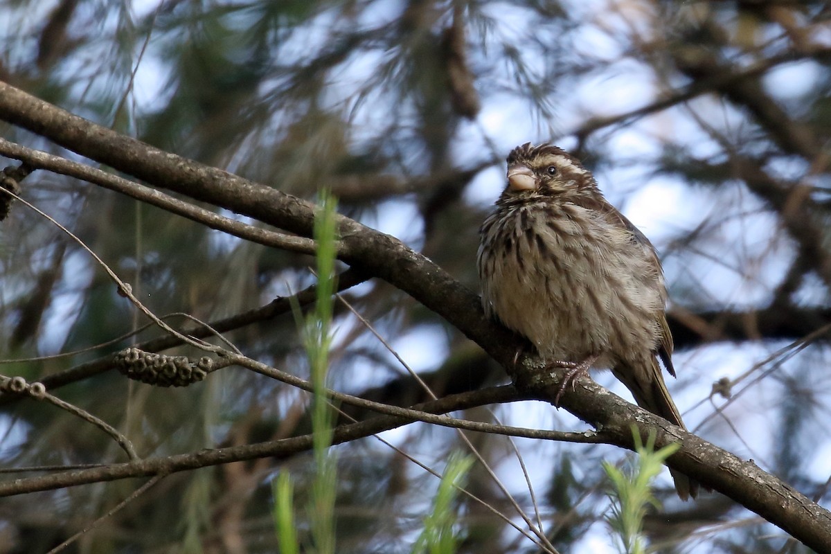 Streaky Seedeater - ML647161683