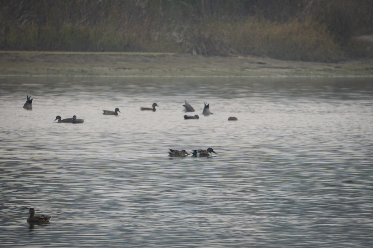 Cuchara Común - ML647161684