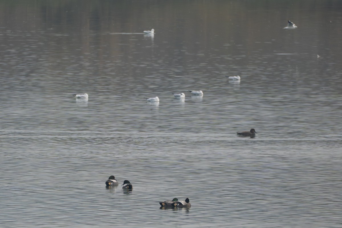 ヨシガモ - ML647161687