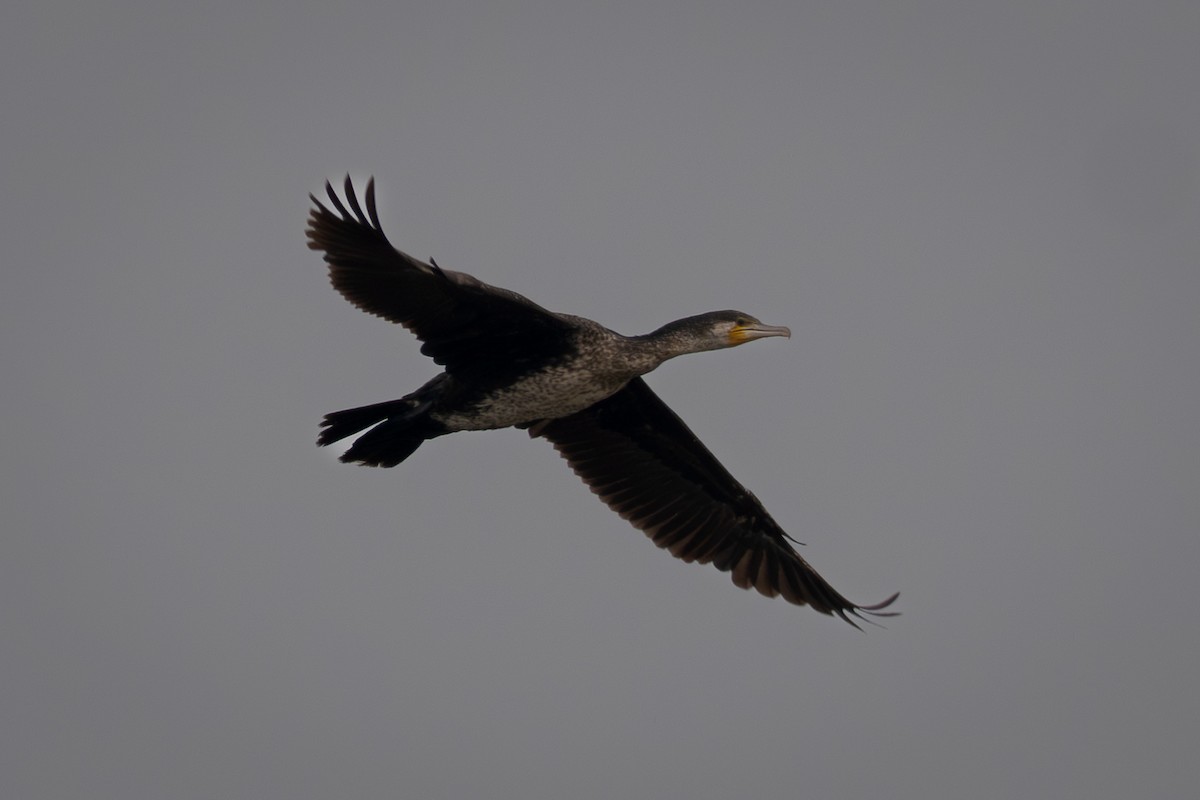 kormorán velký - ML647161701