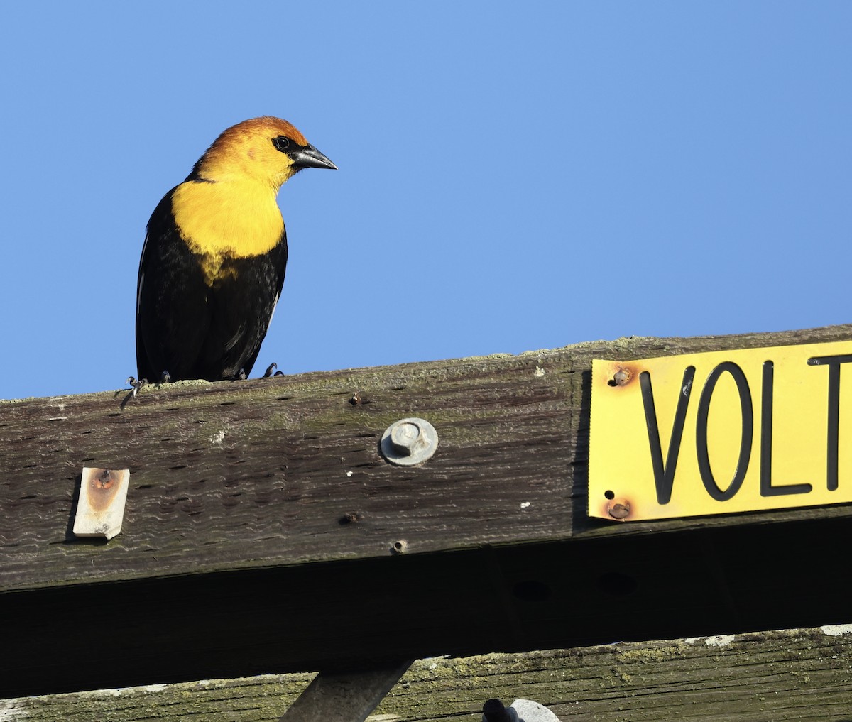 Yellow-headed Blackbird - ML647161710