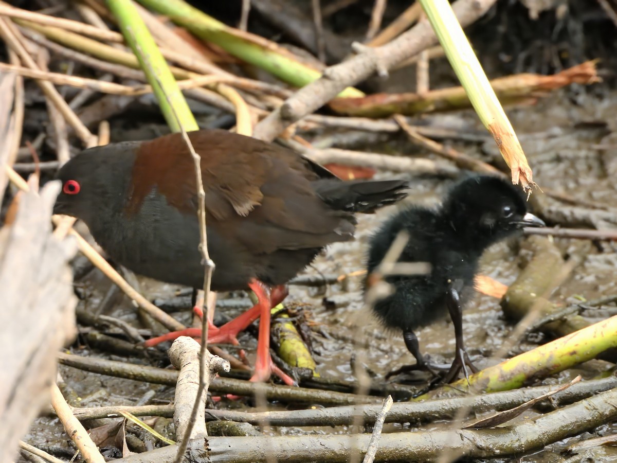 Spotless Crake - ML647161713