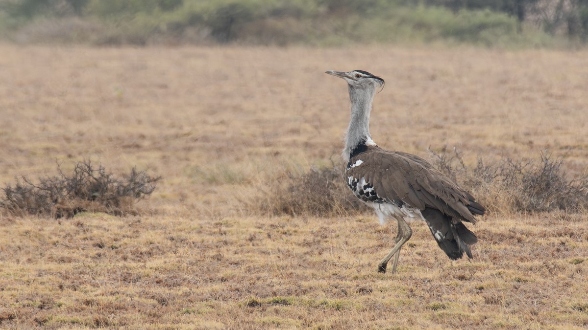 Kori Toyu - ML647161729