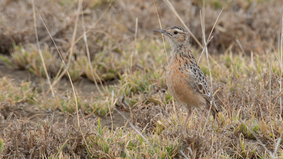 Beesley's Lark - ML647161737