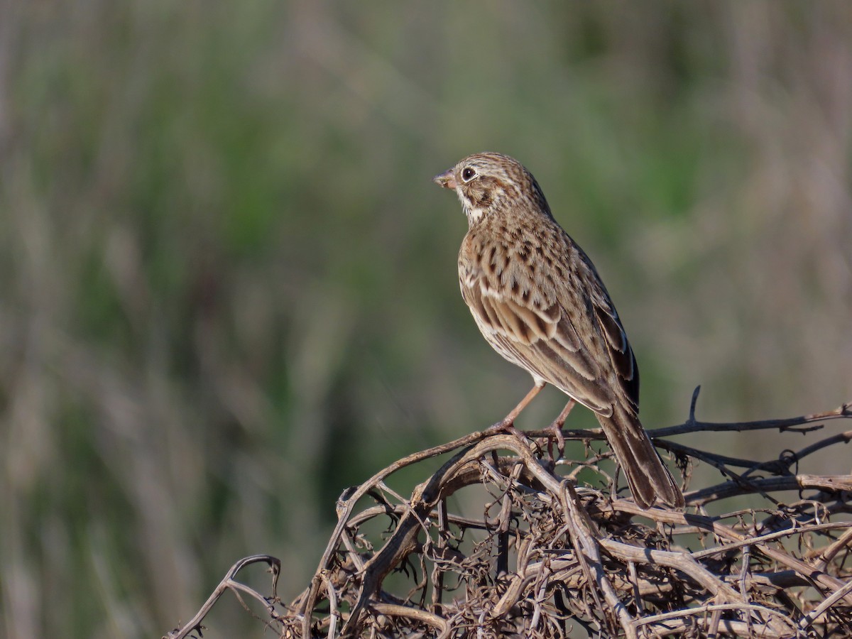 Vesper Sparrow - ML647161749