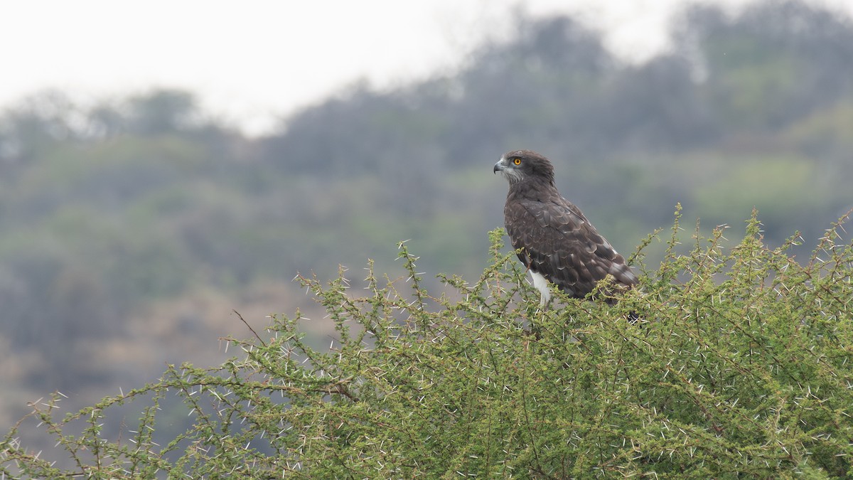 Змієїд чорноволий - ML647161751