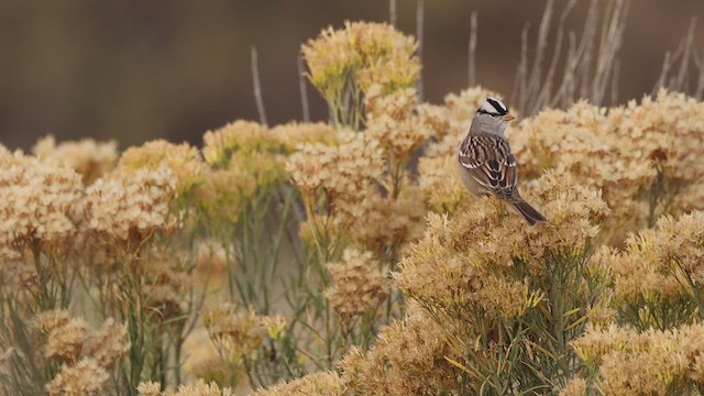 Белобровая овсянка - ML647161755