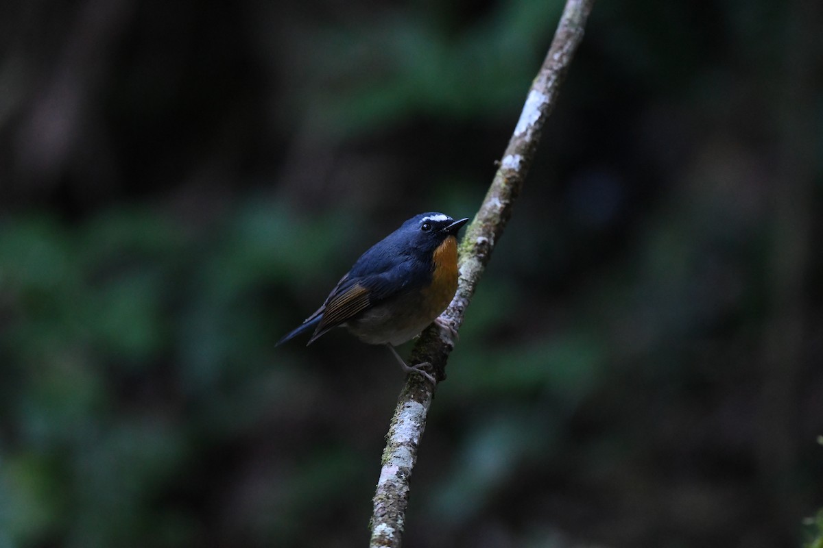 aurorafluesnapper - ML647161756