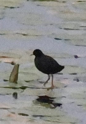 Black Crake - ML647161759