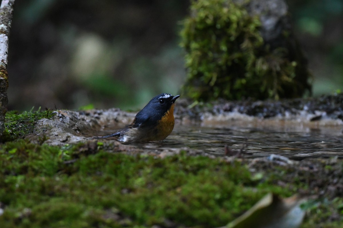 aurorafluesnapper - ML647161766