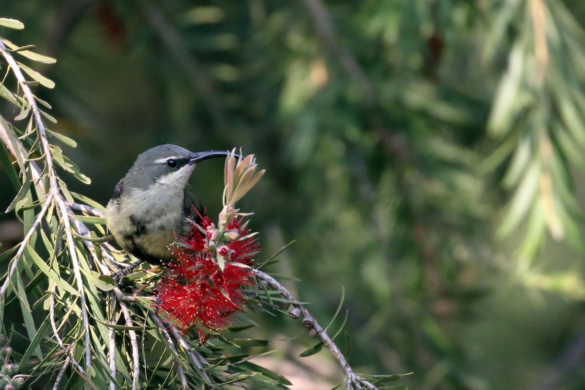 Tacazze Sunbird - ML647161767