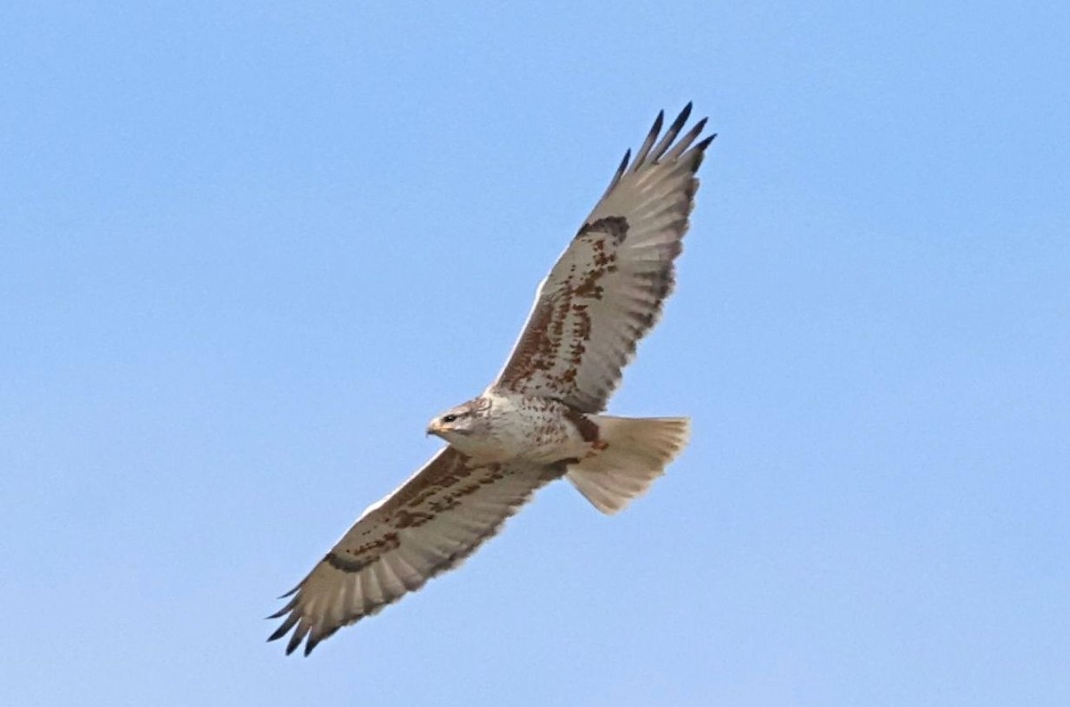 Ferruginous Hawk - ML647161774