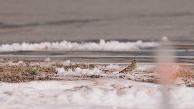 Украшенный подорожник - ML647161779