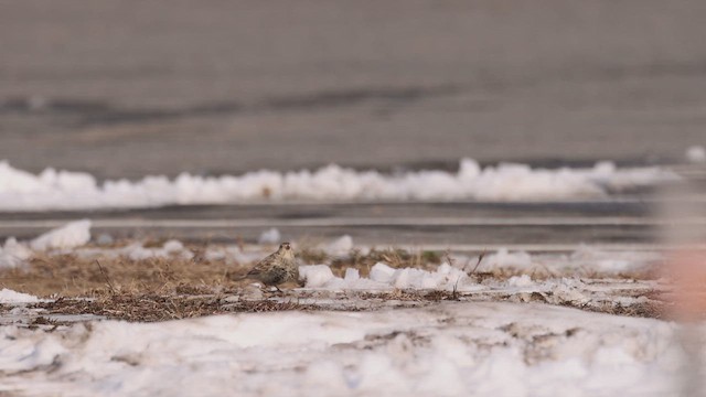 Украшенный подорожник - ML647161789