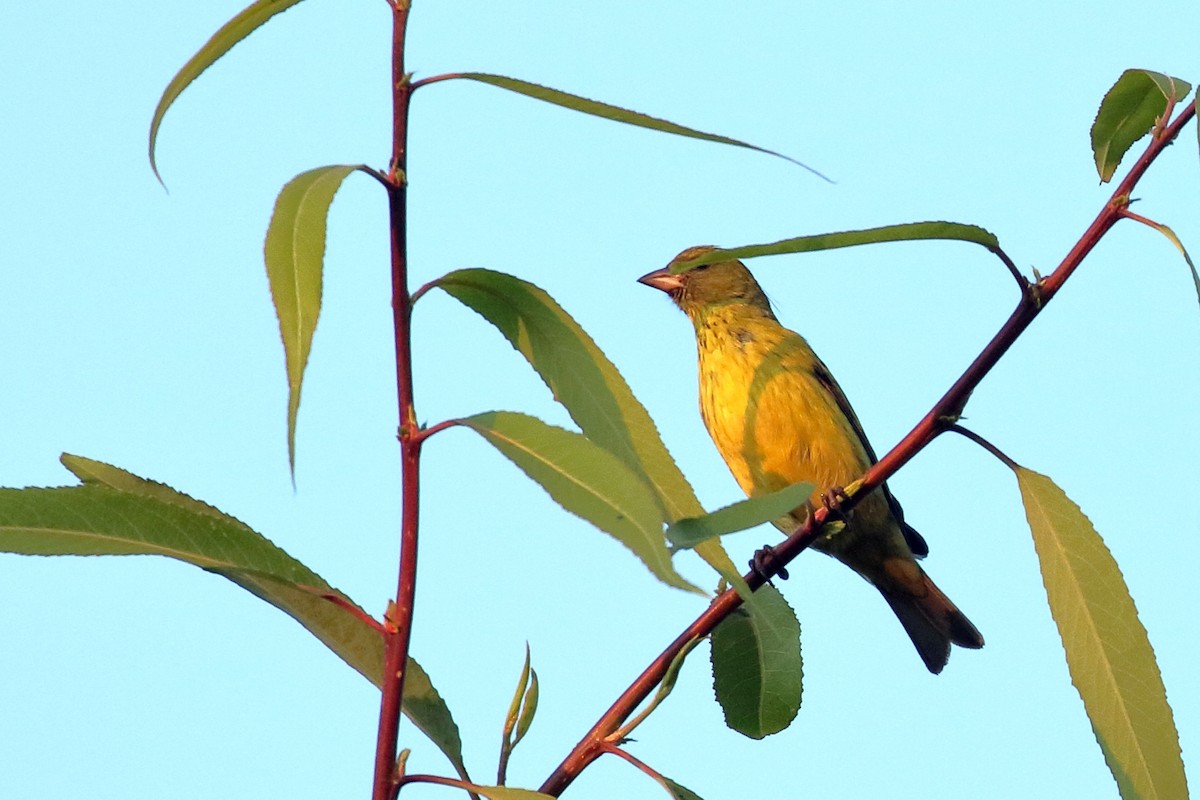 African Citril - ML647161795