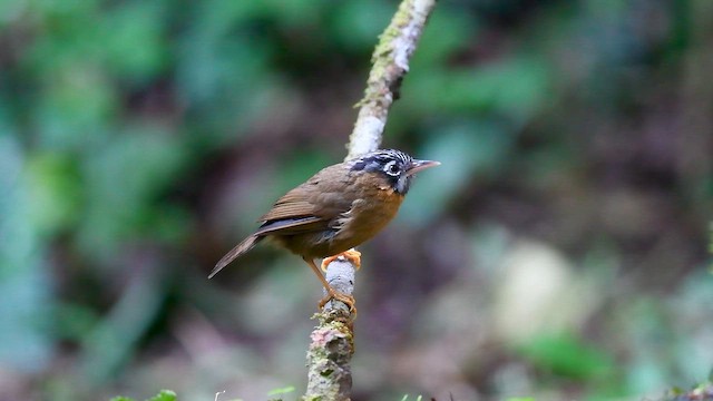 Белоусая тимелия - ML647161799